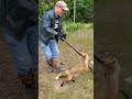 Trapper Releases Fox Unharmed Easterncoyote Hunting Fox Catch Release
