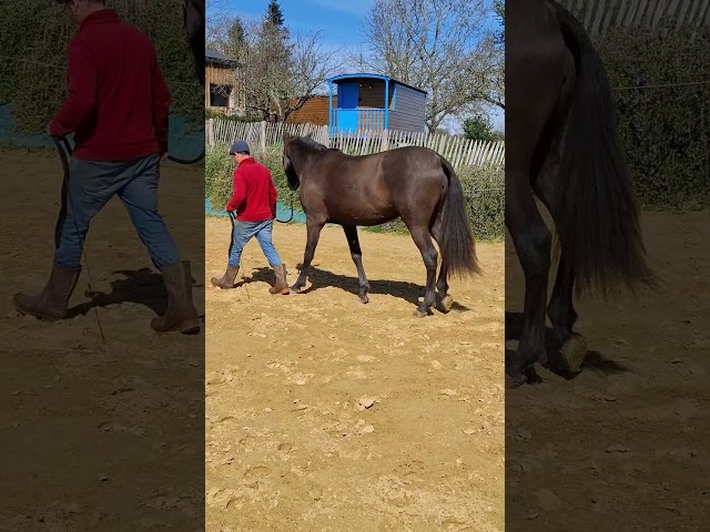 Magnifique pouliche PP PRE 2024