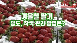 딸기 당도, 착색 관리 방법 우리집 딸기 보다 높은 당도 있으면 댓글 부탁드립니다.
