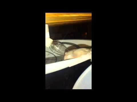 Fladdermus besök i stugan!