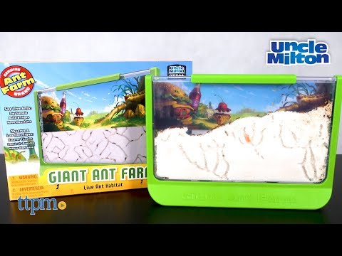 Giant Ant Farm from Uncle Milton