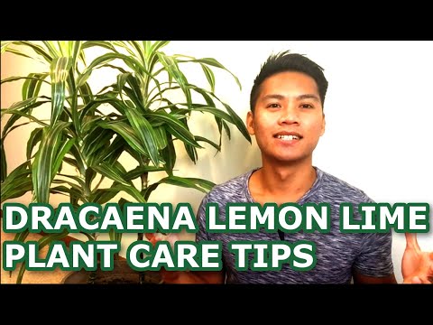 , title : 'Dracaena Lemon Lime Plant Care Tips || Dracaena Care'