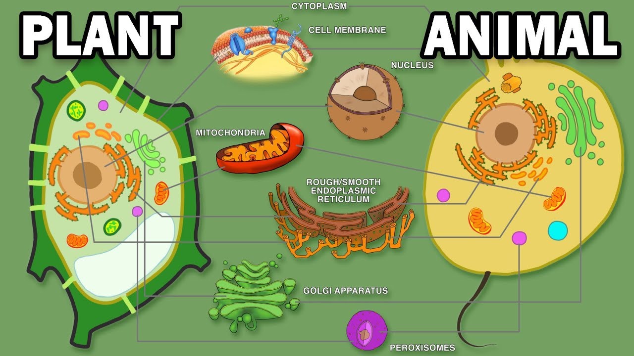 What are the 5 differences between plant and animal cells? See Answer EN