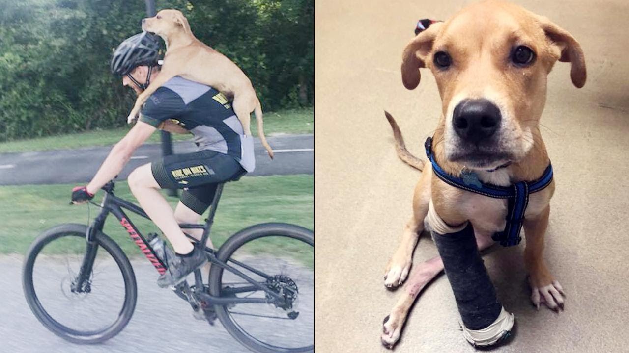 Georgia Man Bikes 7 Miles Carrying Injured Stray Puppy on His Back - YouTube