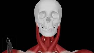 Whiplash - Skeleton, Muscles, Ligaments - Anterior View