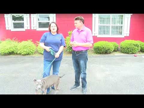 Faith, an adoptable Terrier Mix in Milledgeville, GA_image-1