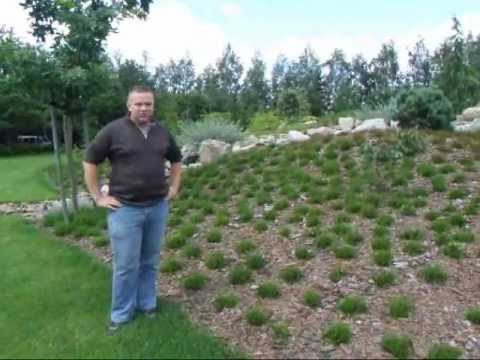 wrzosowisko z mikoryza