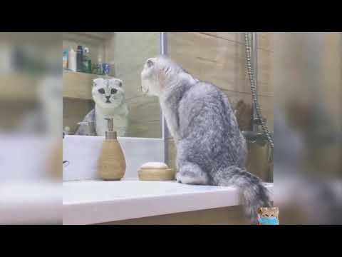 Cats videos | cats and dogs lover | cats meow cats meowing | cats fighting | Funny cats videos 2021
