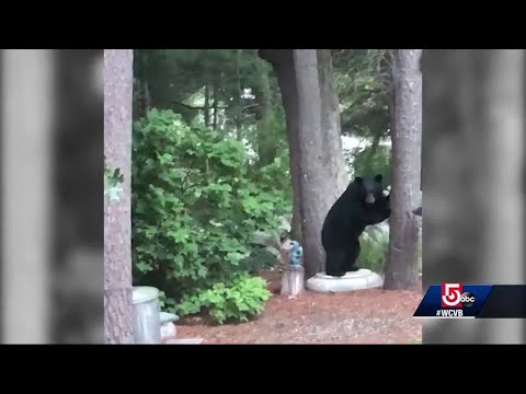 'Buddy the bear' caught on camera visiting Bedford backyards