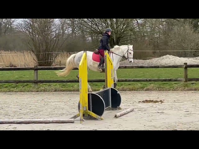 JUMENT AQPS de 10 ans 