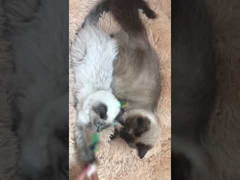 Cute Birman Couple - Cat Cuddles