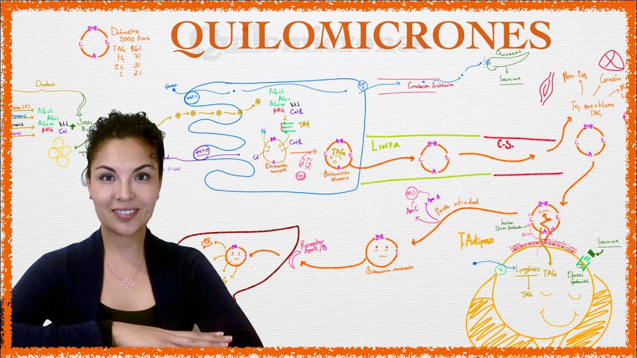 Metabolismo de Quilomicrones