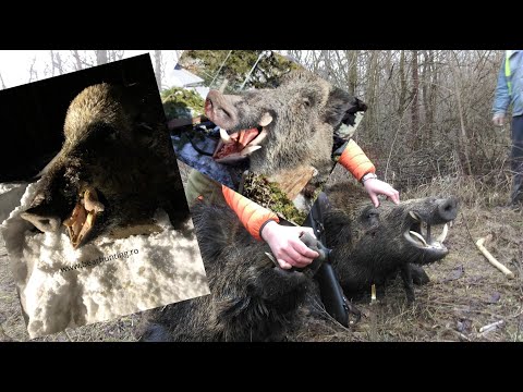 Wild Boar hunting,Battue aux sangliers,Schwarzwild drückjagd 2020