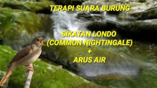 Download lagu TERAPI AIR PLUS MASTERAN SUARA BURUNG SIKATAN LONDO (COMMON NIGHTINGALE)GACOR mp3