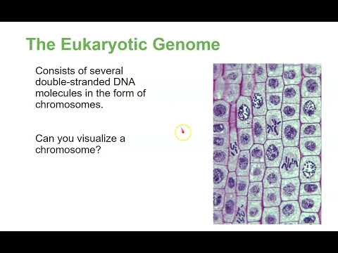 Chapter 10 Cell Reproduction