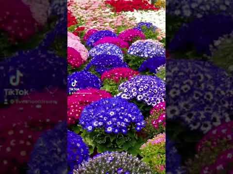 CINERARIA 💗💜💙 #flowers #nature #bloom #gardening #garden #spring #bloom #blooming #flowerlover