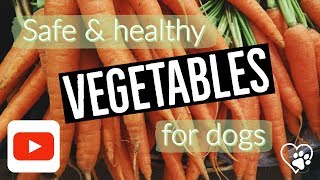 What vegetables are safe for dogs? | Veterinarian Dr. Lisa answers (2018)