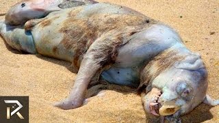 Most Mysterious Creatures Found On the Beach