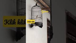 Download lagu burung klik klik jantan gacor mp3