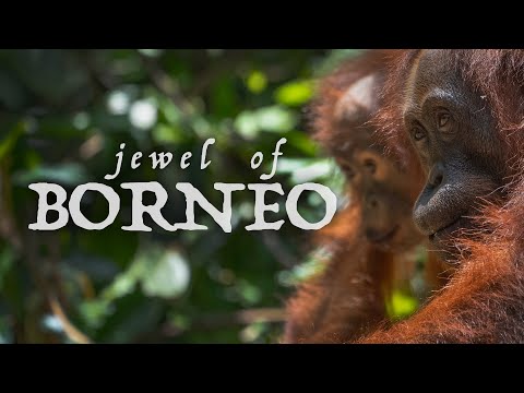 Jewel of Borneo