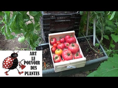 , title : 'Conseil jardinage: Comment planter des plants de tomates: Plante annuelle'
