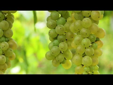 Corte d'Aibo vendemmia 2018