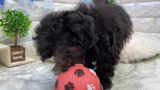 ハーフ犬の動画01