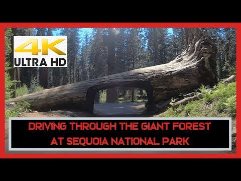 The Giant Forest at Sequoia National Park | GoPro Hero 7 Black | 4K | California | 2019