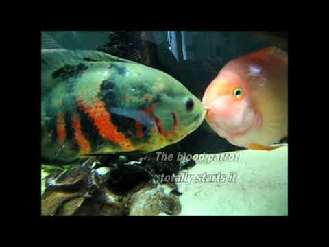 Oscar Vs. Blood Parrot - freshwater fish