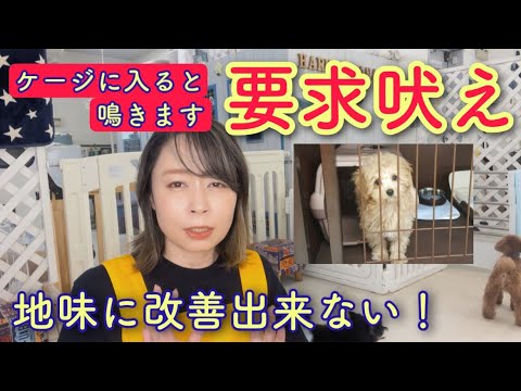 犬の鳴き声:どうすればいいのか