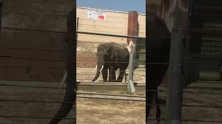 全肯定してくれるゾウ