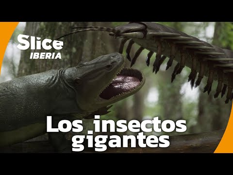 La era de los insectos gigantes: ¿Por qué se extinguieron? | SLICE Iberia | DOCUMENTAL COMPLETO