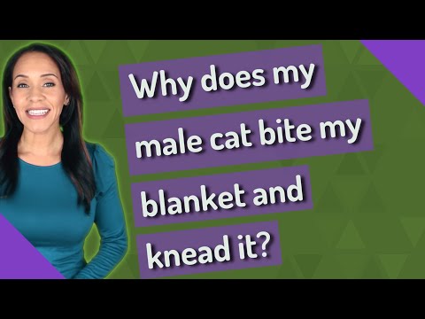 Why does my male cat bite my blanket and knead it?