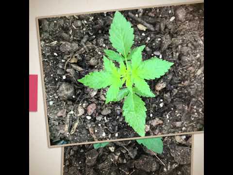 Glueberry OG Seed to harvest