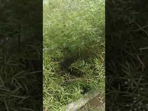 Shatavari plant 'Asparagus racemosus' #shorts #amazing #plant #explore