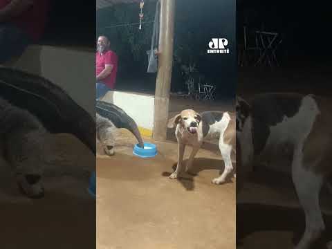 Parte da família: Tamanduá visita casa todas as noites para tomar leite em GO #shorts
