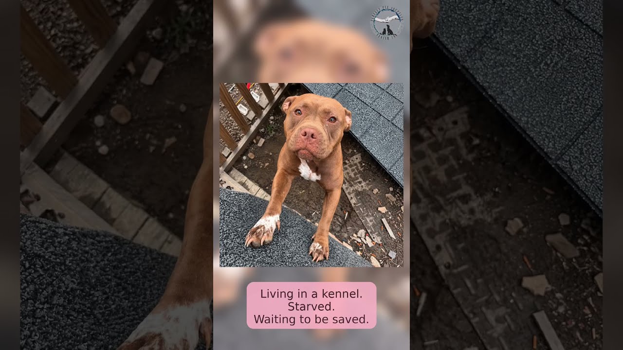 Enlarge Ruby, a Adoptable mixed breed in Deltona, FL video 6/6