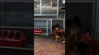 Download lagu Multi-Purpose Poultry Cage Tour | Secure Housing for Chickens & Ducks #viralshorts mp3 Download lagu Multi-Purpose Poultry Cage Tour | Secure Housing for Chickens & Ducks #viralshorts mp3