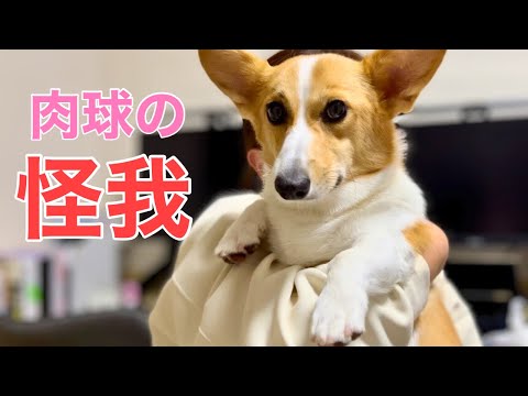 犬の肉球の病気