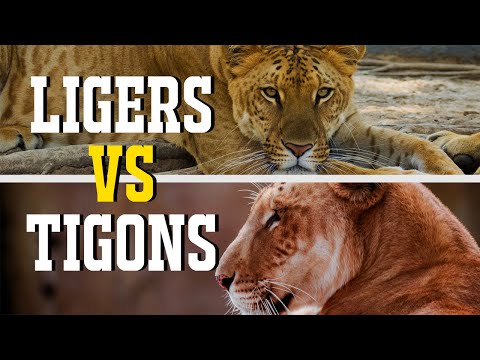 Ligers V Tigons: What's The Difference