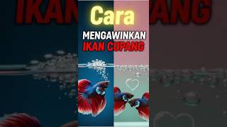 Download lagu Cara Mengawinkan Ikan Cupang mp3 Download lagu Cara Mengawinkan Ikan Cupang mp3