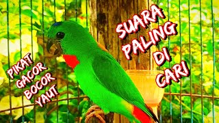 Download lagu suara burung serindit mantap | suara khas serindit alam liar memaggil #momomelehoy#serindit mp3