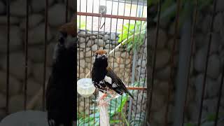 Download lagu Emosi Naik Anis Kembang Gacor dengar Anis Lainnya #short#aniskembang#gacor#ngeplong#sahutsahutan# mp3