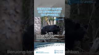 Tanpa Permisi, Beruang Masuk ke Minimarket California dan Mengejutkan Pegawai yang Berjaga