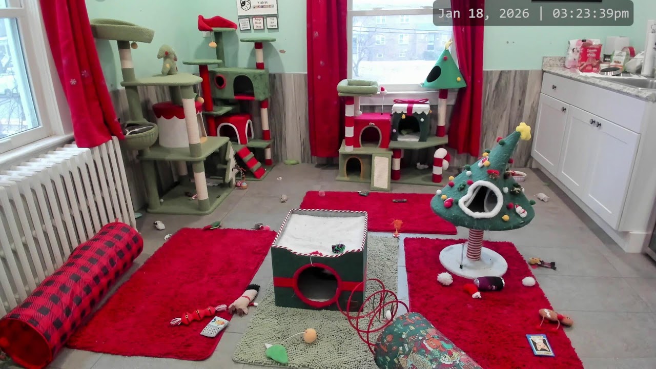 Enlarge Vinnie, a Adoptable mixed breed in Woodbury, NJ video 6/6