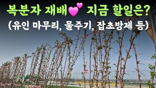 복분자 재배