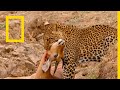 حيوانات أفريقيا المفترسة: الضبع المفقود | ناشونال جيوغرافيك أبوظبي mp3