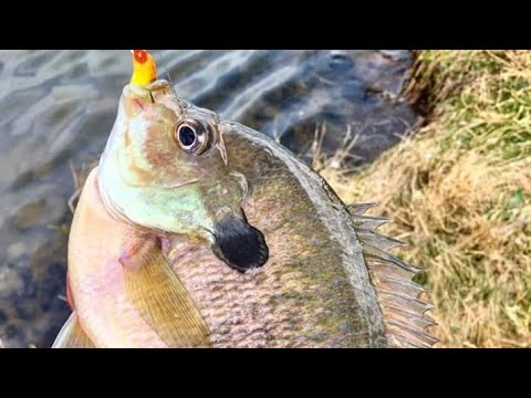 Catching a Giant Arapaima on a Fly - River Monsters Amazing fast catch fishing tuna with big boat lo