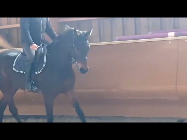Jument - Zangersheide - 4 ans - Dressage
