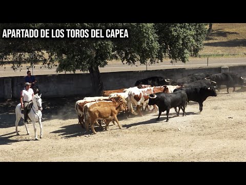 Apartado de TOROS BRAVOS en casa del Niño de la Capea 2021